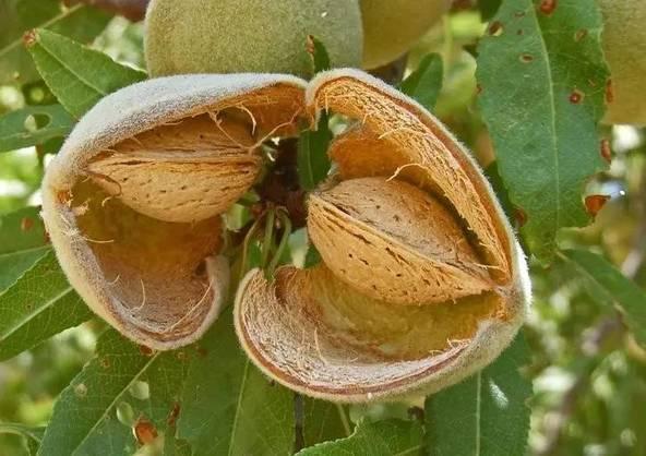 餐桌物种日历 |  7月6日 扁桃