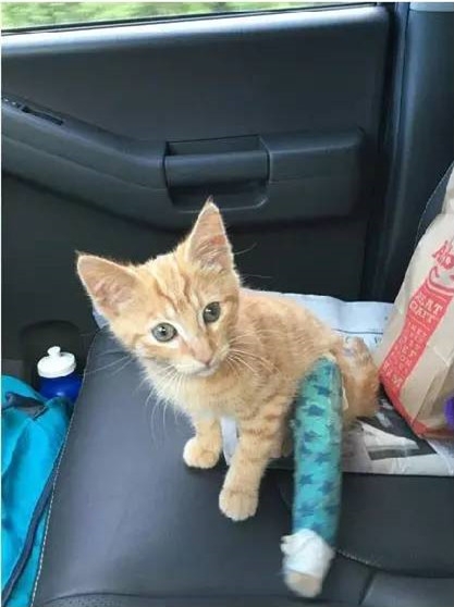 每天讨食的猫妈妈突然叼回一只受伤小猫咪,原是为了向人类求救