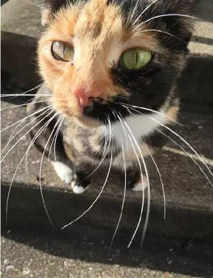 每天讨食的猫妈妈突然叼回一只受伤小猫咪,原是为了向人类求救
