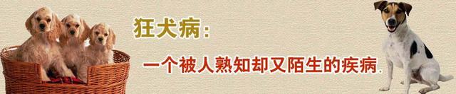 狂犬病的发病几率是多少（世界狂犬病日｜一旦发病100致死）