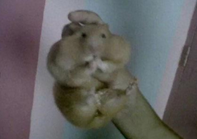 仓鼠犯错后为了躲避主人惩罚试图越狱,结果脑袋被挤成这个样子