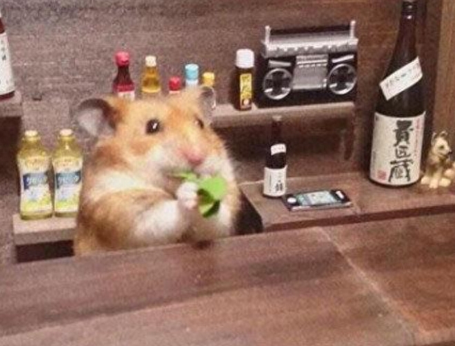 仓鼠犯错后为了躲避主人惩罚试图越狱,结果脑袋被挤成这个样子