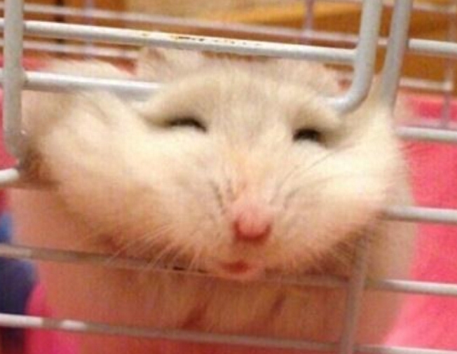 仓鼠犯错后为了躲避主人惩罚试图越狱,结果脑袋被挤成这个样子