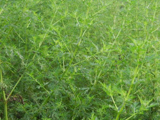 苦蒿不起眼，消炎、清热、解毒、止血、驱蚊样样都行