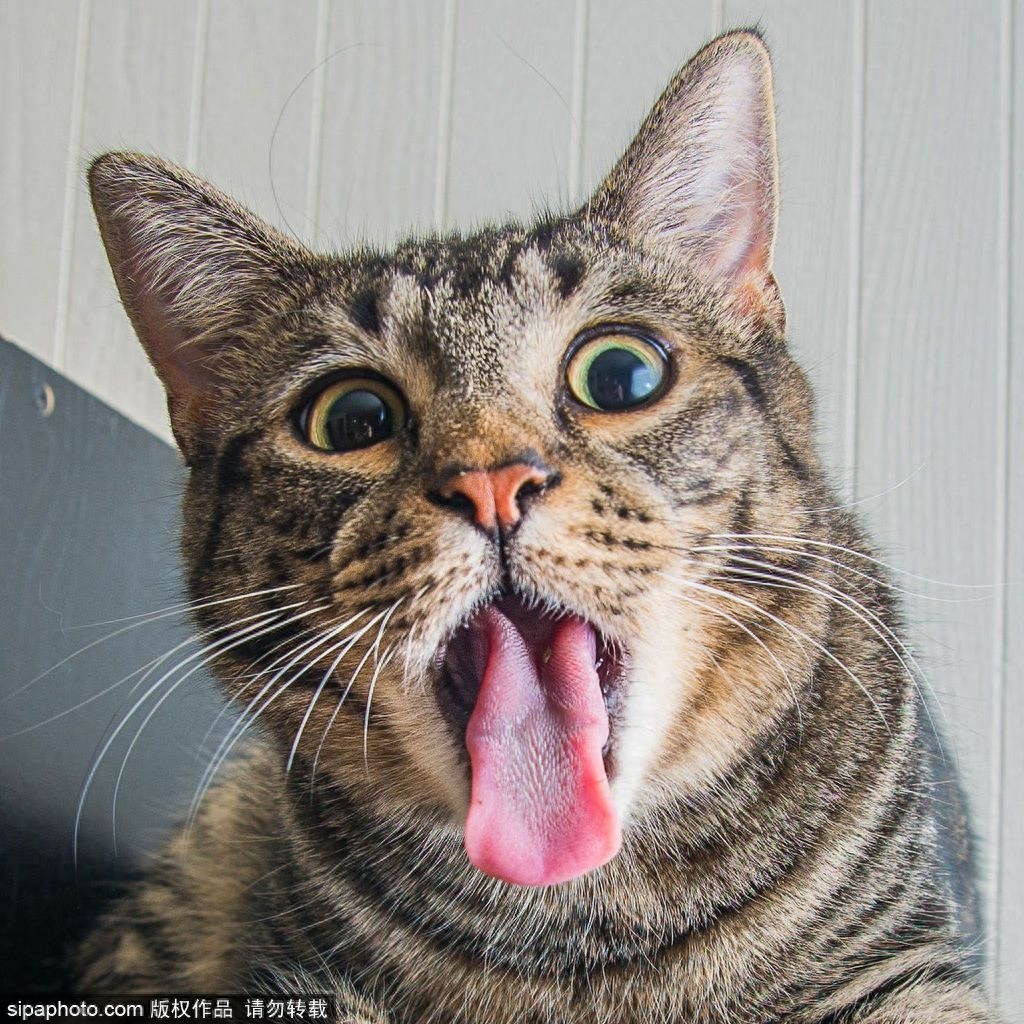 猫咪吃”猫薄荷“的秘密 吐舌打滚整只猫都不好了