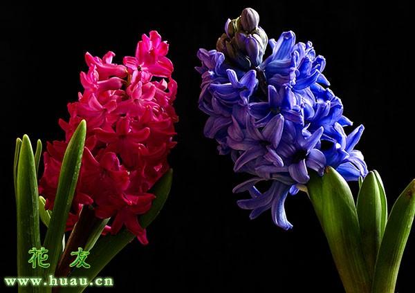 关于风信子的花语（风信子花语和传说）