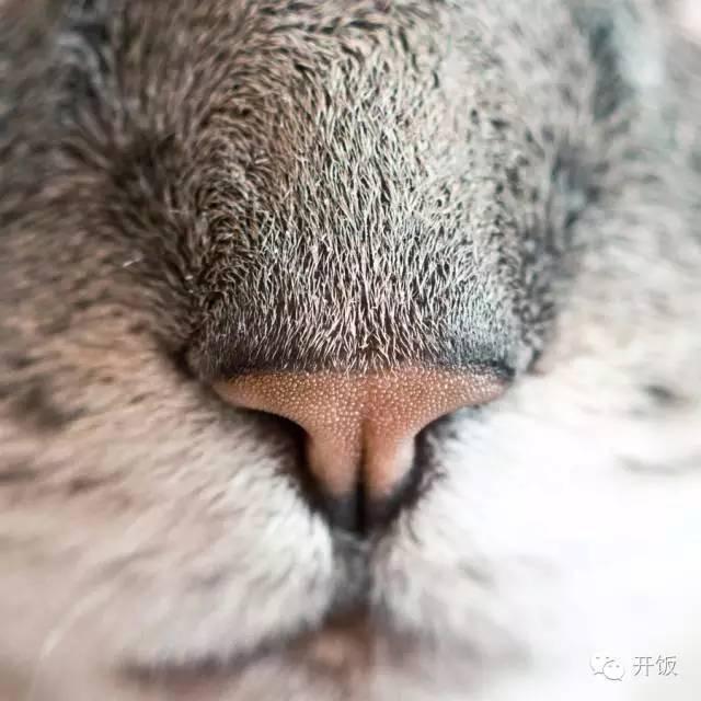 花胶桂圆红枣糖水 花胶红枣桂圆汤