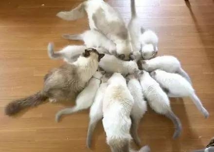 猫咪一窝生下16只小baby,感觉身体都被掏空了