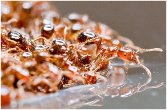 蚂蚁这样微小的存在,大自然赋予了它神奇的筑造能力