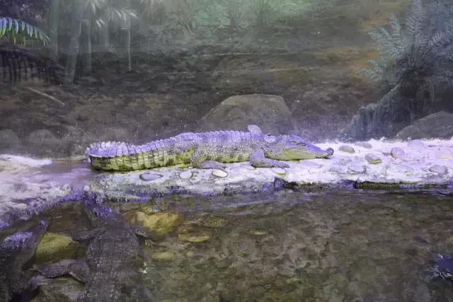 双流大妈“拯救鳄鱼”行动！