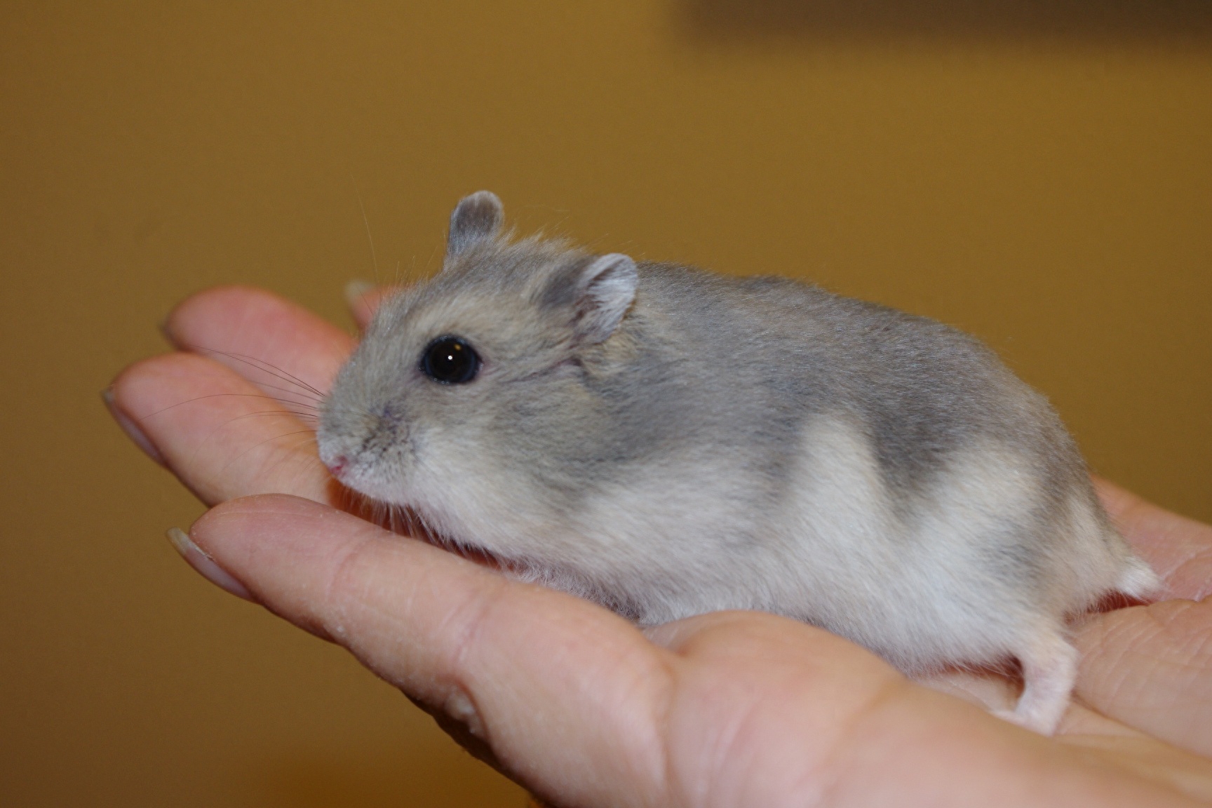 这里有最受欢迎的仓鼠分类,被它们萌到的你快来了解一下吧。