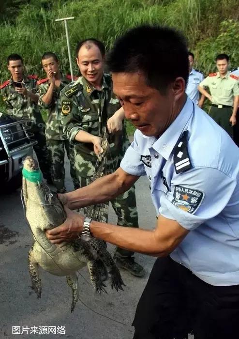拯救鳄鱼宝宝游戏攻略（双流大妈拯救鳄鱼行动）