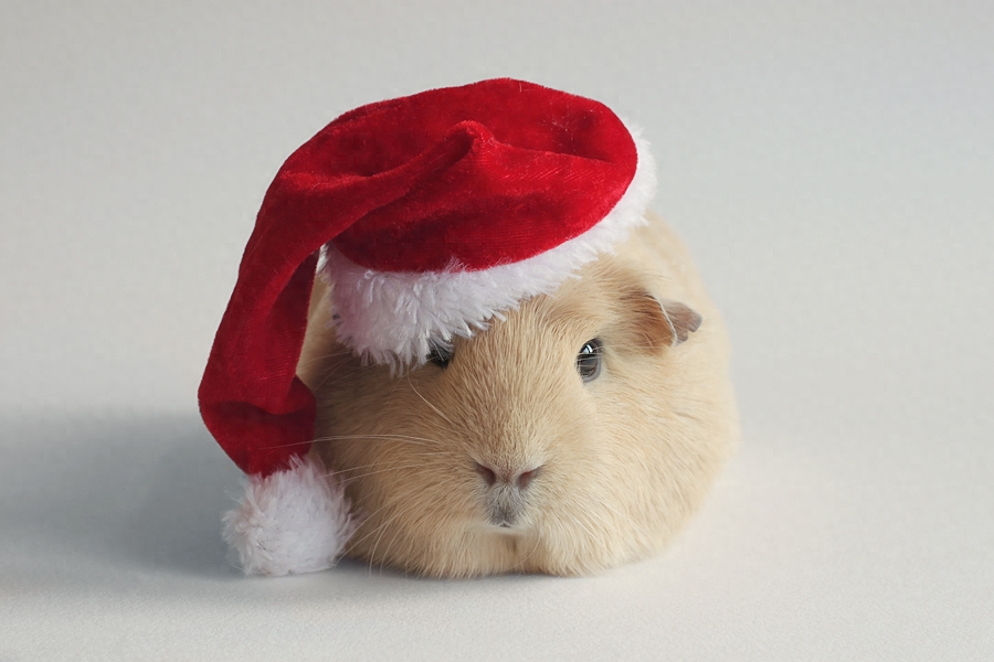 当萌萌的豚鼠遇见有爱的主人,心都要化了~