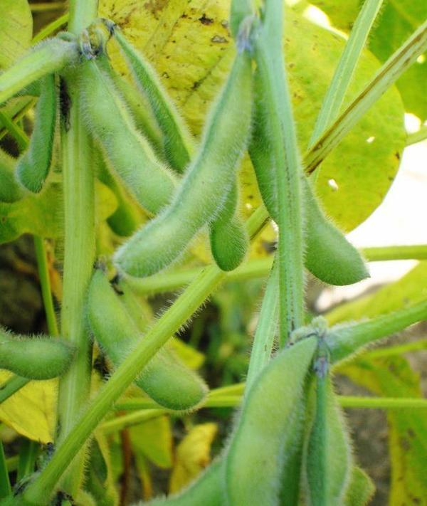 大豆低聚肽的作用与功效 2026年大豆低聚肽的作用与功效禁忌