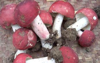 红菇花胶黑豆 2026年红菇花胶炖鸡汤的功效