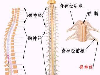 什么是星形细胞瘤（椎管内常见肿瘤脊髓星形细胞瘤）