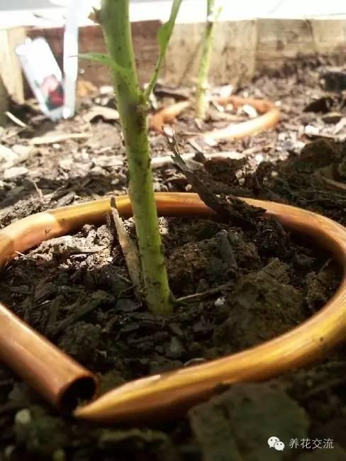 如何对付植物上讨厌的鼻涕虫和蜗牛？