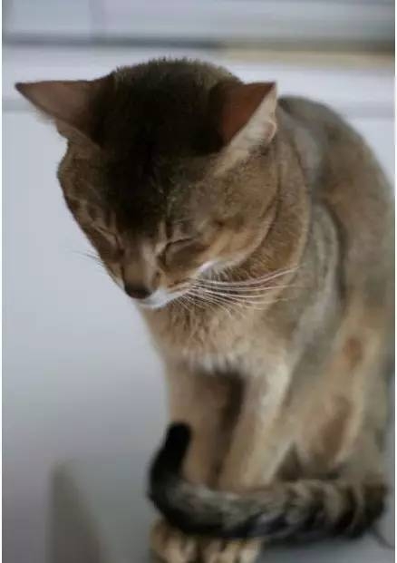 猫咪尾巴功能强大,居然可以用来这样