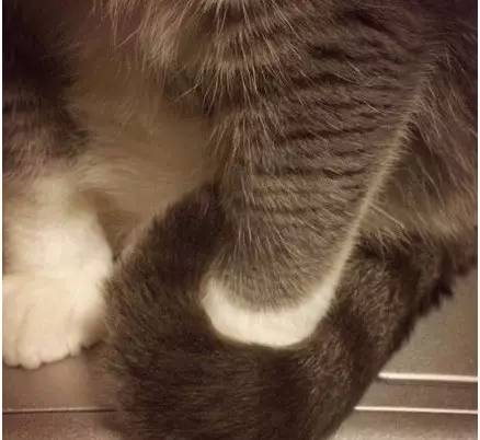猫咪尾巴功能强大,居然可以用来这样