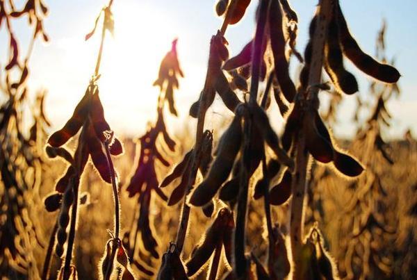 大豆低聚肽的作用功效 2026年大豆低聚肽的作用功效是什么