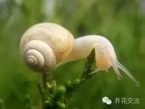 盖巧风
