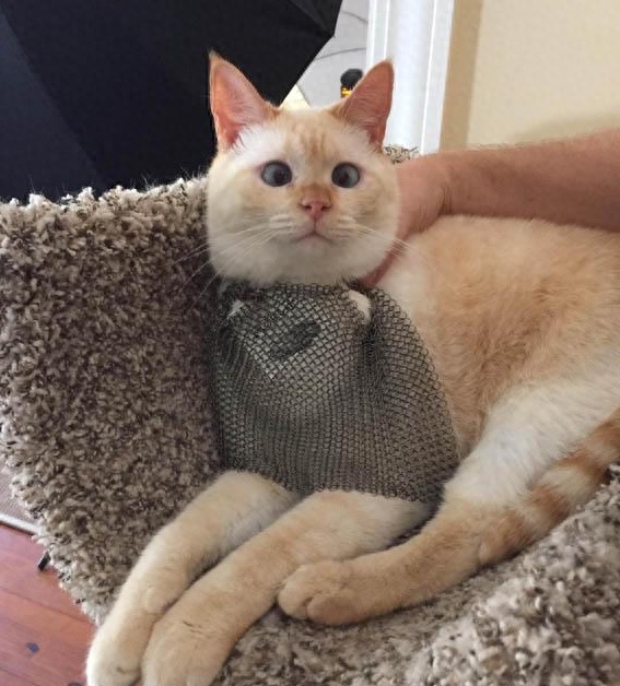 小猫因为生病长得丑被人抛弃,被收养后却成功的活成了表情包