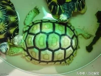 苏卡达陆龟如何饲养（超全面陆龟苏卡达生存指南）