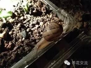如何对付植物上讨厌的鼻涕虫和蜗牛？