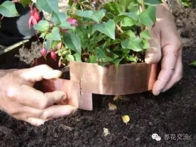 如何对付植物上讨厌的鼻涕虫和蜗牛？