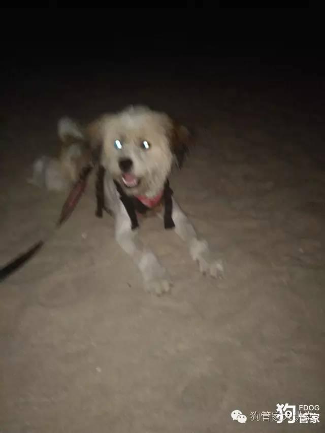 带着狗狗去嵊泗岛海边超全攻略！（其实是篇游记）