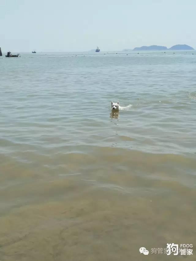 带着狗狗去嵊泗岛海边超全攻略！（其实是篇游记）
