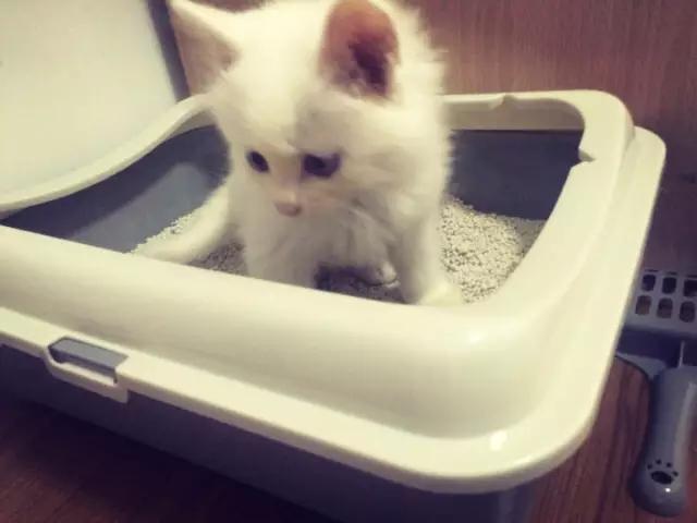 你的猫砂买对了吗？猫砂该怎么买？这里有份史上最全猫砂指南