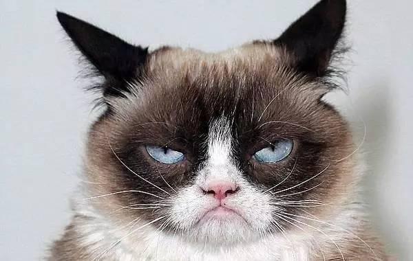 猫砂怎么用,猫砂是什么（你的猫砂买对了吗猫砂该怎么买这里有份史上最全猫砂指南）