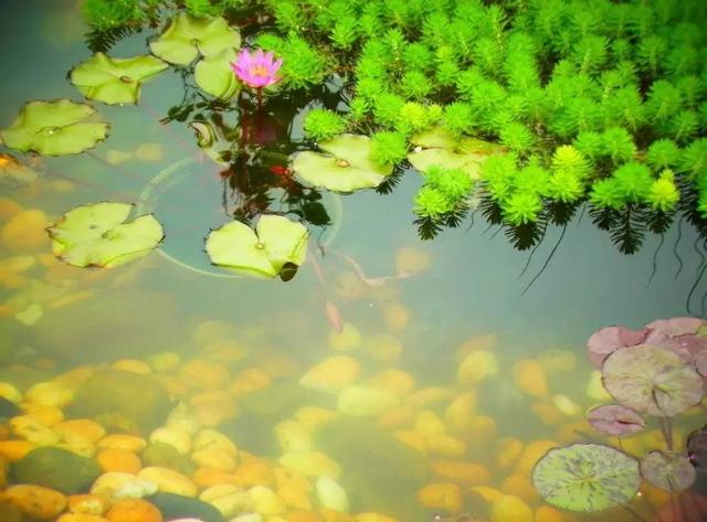 嬉戏在文言与白话之间