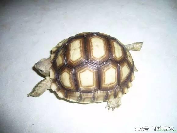 超全面陆龟“苏卡达”生存指南