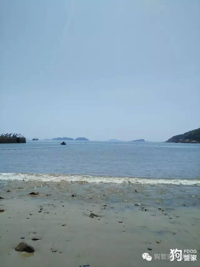 带着狗狗去嵊泗岛海边超全攻略！（其实是篇游记）