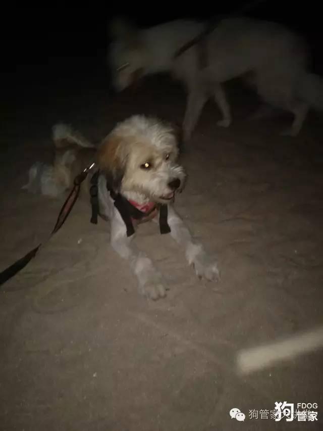 带着狗狗去嵊泗岛海边超全攻略！（其实是篇游记）