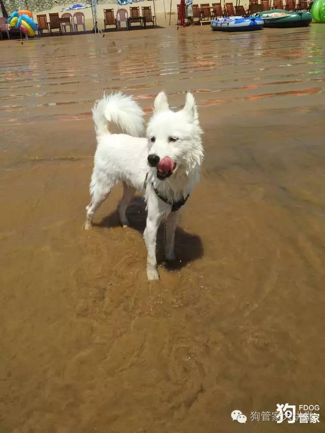 带着狗狗去嵊泗岛海边超全攻略！（其实是篇游记）