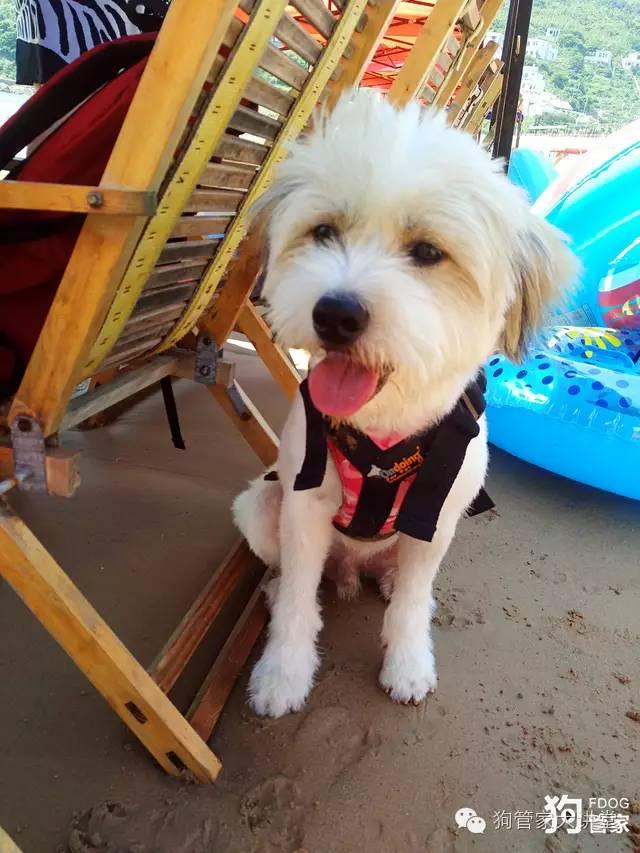 暑假小狗沙滩逃脱攻略（带着狗狗去嵊泗岛海边超全攻略其实是篇游记）