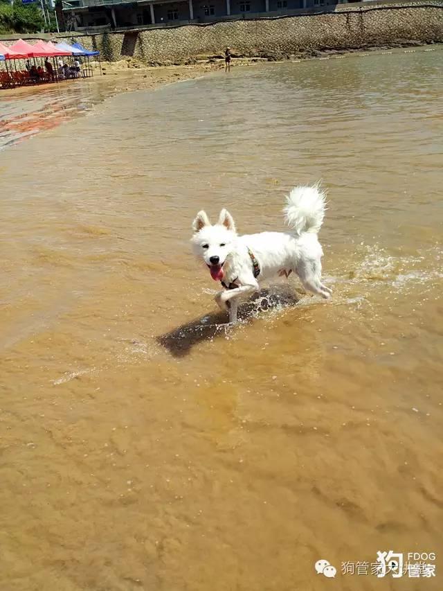 带着狗狗去嵊泗岛海边超全攻略！（其实是篇游记）