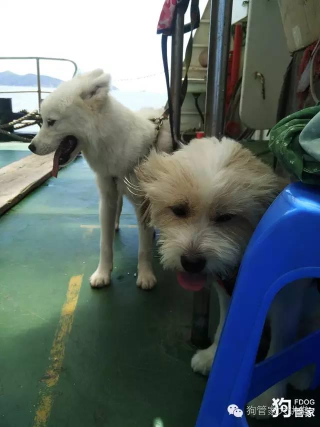 带着狗狗去嵊泗岛海边超全攻略！（其实是篇游记）