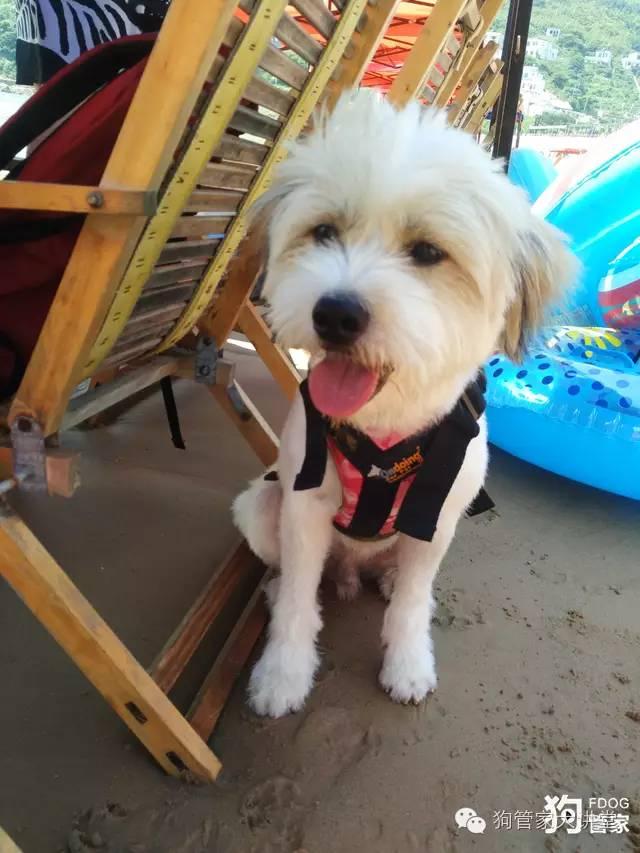 带着狗狗去嵊泗岛海边超全攻略！（其实是篇游记）