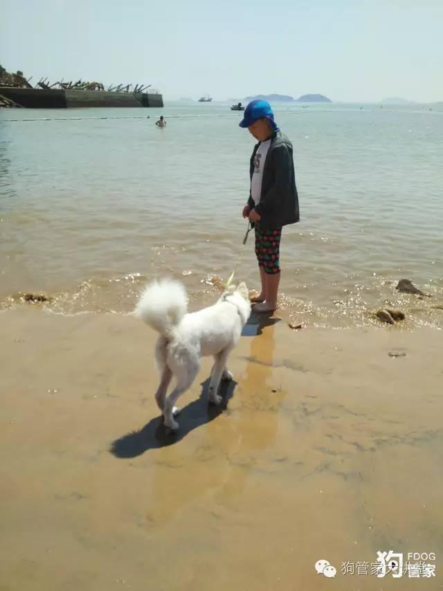 带着狗狗去嵊泗岛海边超全攻略！（其实是篇游记）