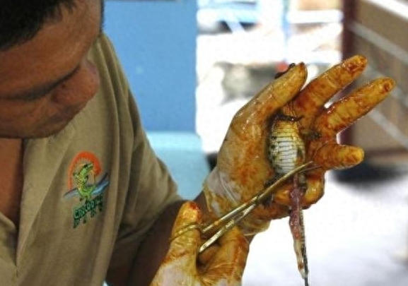 鳄鱼产卵孵化过程,卵生鳄鱼也需要剪掉脐带!