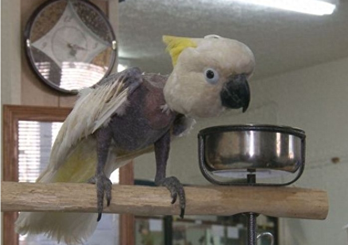 研究室发现身穿披风的鹦鹉,羽毛掉落神情呆滞沦为实验对象