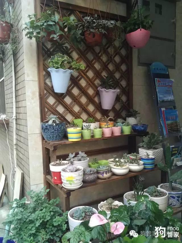 带着狗狗去嵊泗岛海边超全攻略！（其实是篇游记）