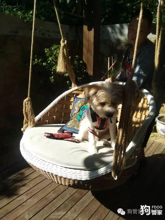 带着狗狗去嵊泗岛海边超全攻略！（其实是篇游记）