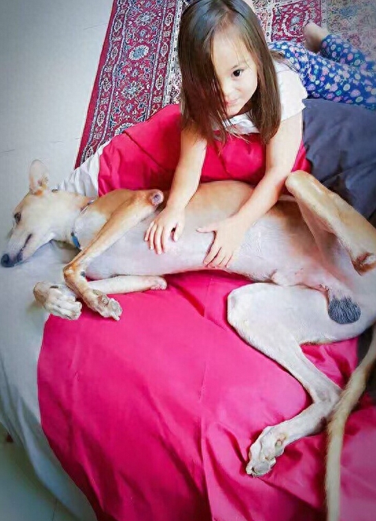 三只脚的灵缇犬另类的生活,只因它找到了一个好主人。