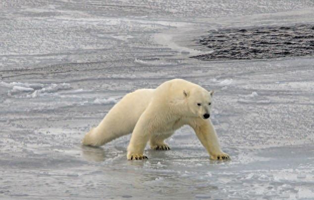 北极熊冰上做俯卧撑热身,动作标准,你是要打架还是斗殴?