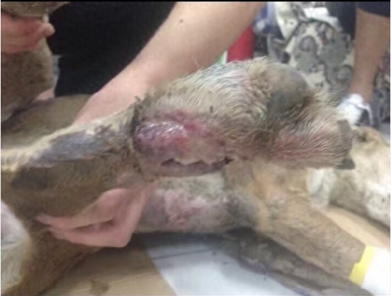 三只脚的灵缇犬另类的生活,只因它找到了一个好主人。